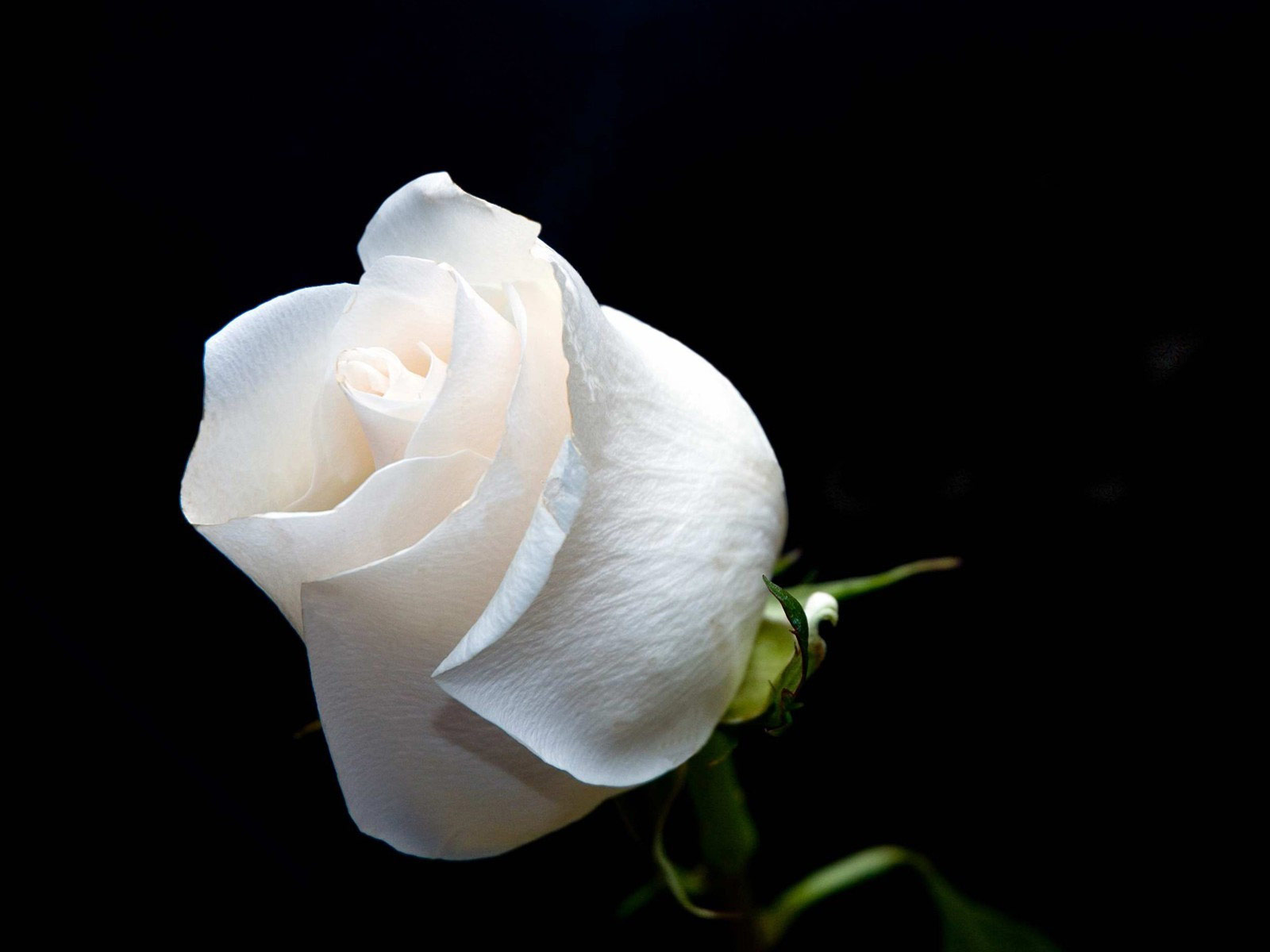 gift white roses