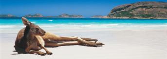 SetWidth960-Kangaroo-on-the-beach-Lucky-Bay-Esperance-Western-Australia