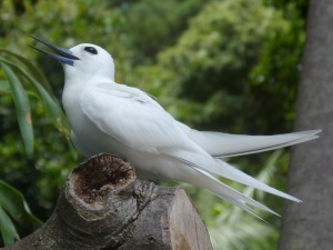 White Tern calling LHI 0212